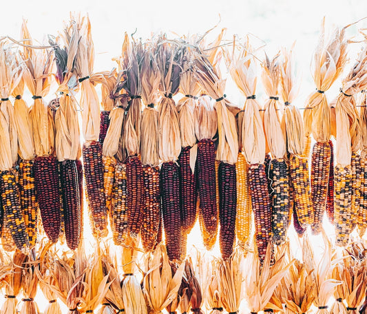 Native American cultivated maize known as corn and contributed to the world